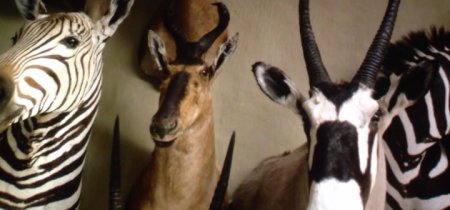 Сафари (2016) Сафари (2016)